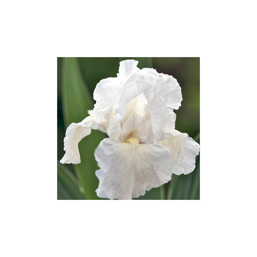 Plantes Vivaces IRIS b-e 'Immortality' - Iris des Jardins en vente - Iris Barbus en vente - Pépinière Lepage .