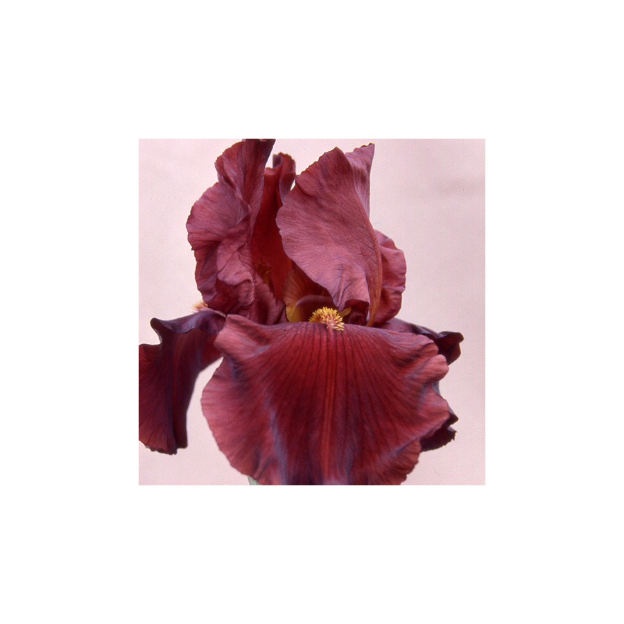 Plantes Vivaces IRIS b-e 'Inferno' - Iris des Jardins en vente - Iris Barbus en vente - Pépinière Lepage .