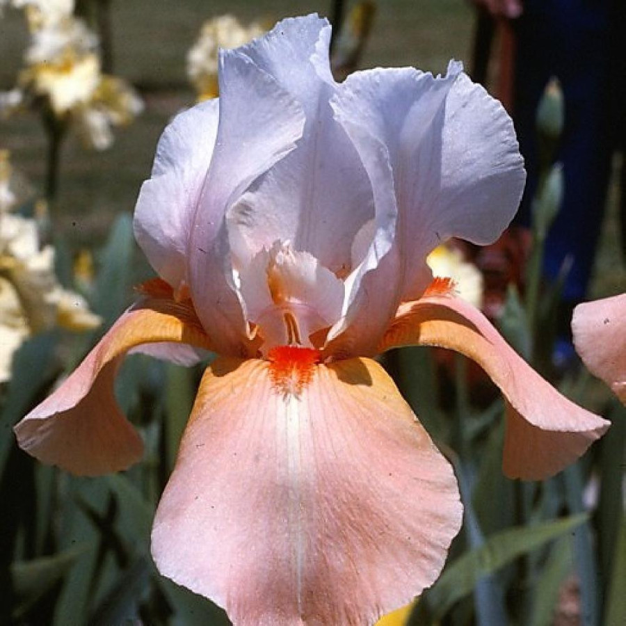 Plantes Vivaces IRIS b-e 'Invitation' - Iris des Jardins en vente - Iris Barbus en vente - Pépinière Lepage .