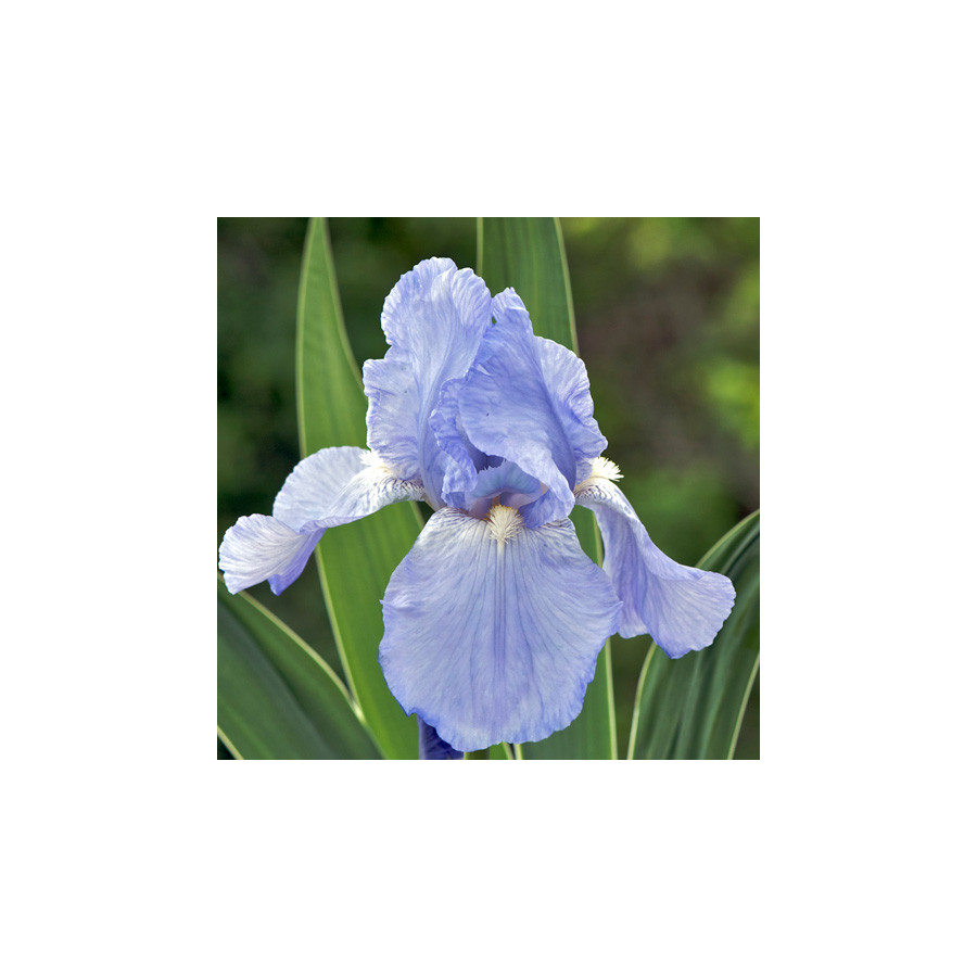 Plantes Vivaces IRIS b-e 'Jane Phillips' - Iris des Jardins en vente - Iris Barbus en vente - Pépinière Lepage .