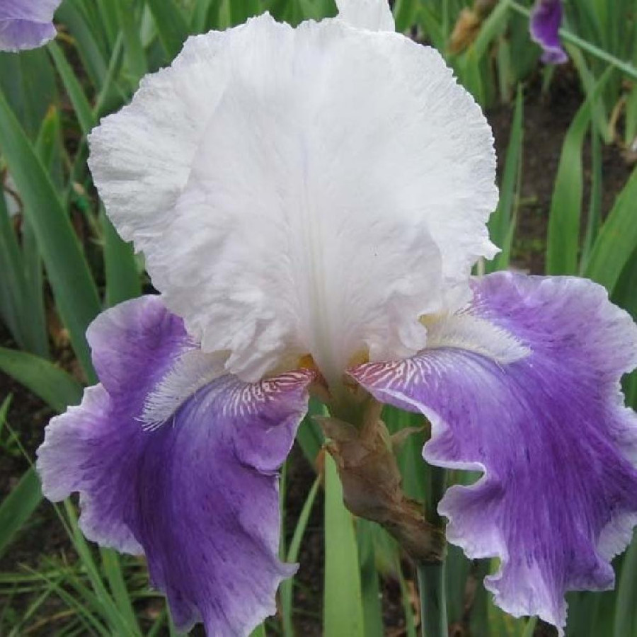 Plantes Vivaces IRIS b-e 'Margarita' - Iris des Jardins en vente - Iris Barbus en vente - Pépinière Lepage .