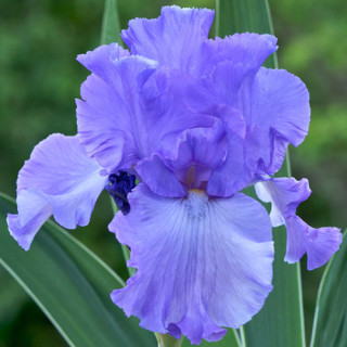 plantes-vivaces-iris-b-e-mary-frances-iris-des-jardins-en-vente-iris-barbus-en-vente-pepiniere-lepage-