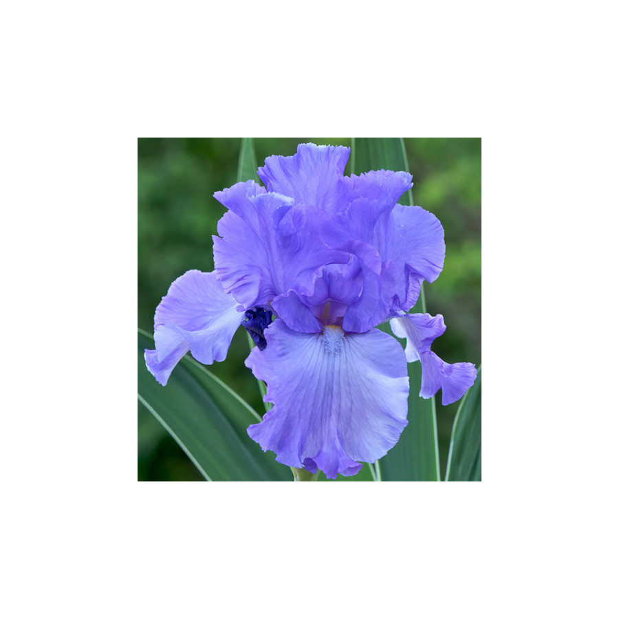 Plantes Vivaces IRIS b-e 'Mary Frances' - Iris des Jardins en vente - Iris Barbus en vente - Pépinière Lepage .