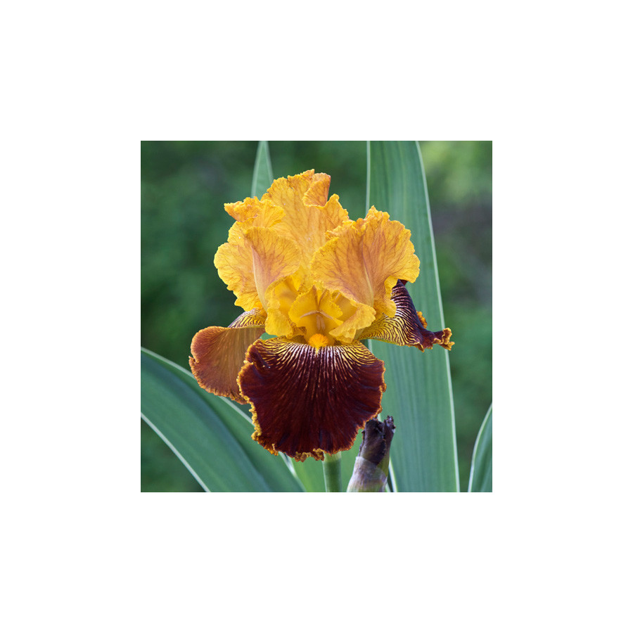 Plantes Vivaces IRIS b-e 'Michigan Pride' - Iris des Jardins en vente - Iris Barbus en vente - Pépinière Lepage .