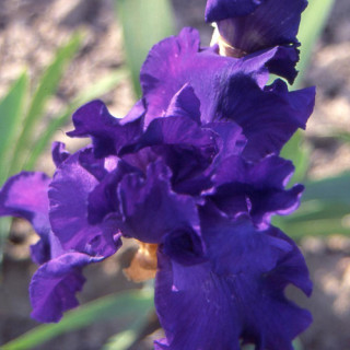 plantes-vivaces-iris-b-e-midnight-hour-iris-des-jardins-en-vente-iris-barbus-en-vente-pepiniere-lepage-