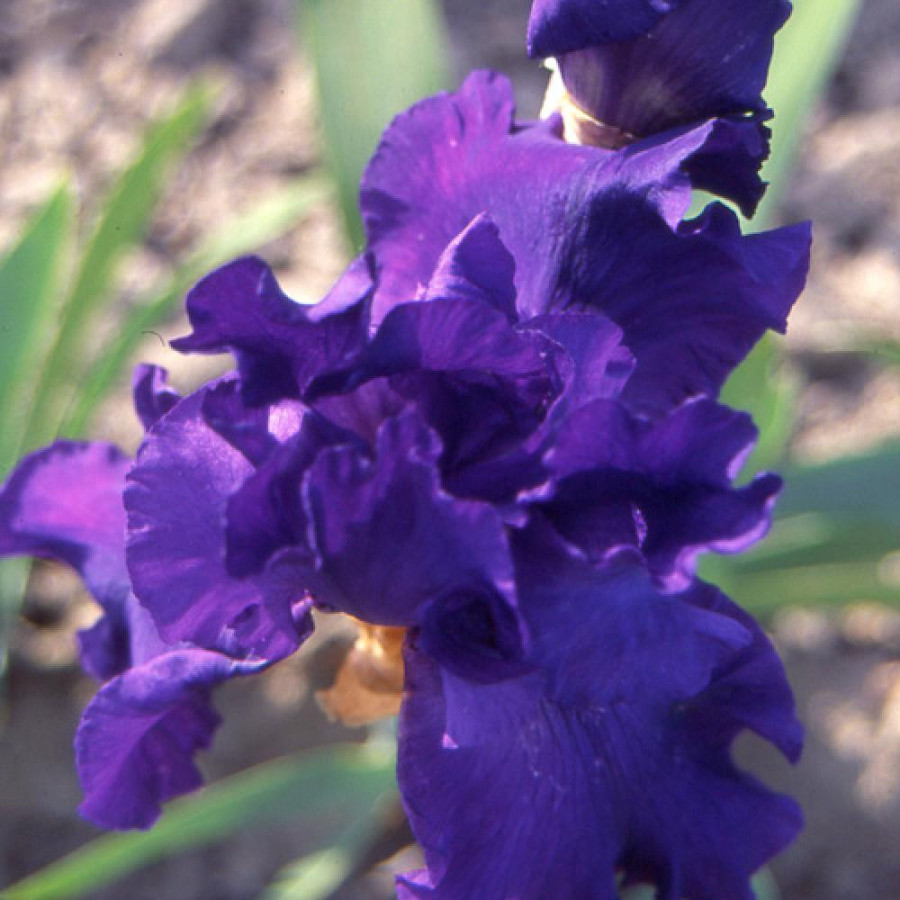 Plantes Vivaces IRIS b-e 'Midnight Hour' - Iris des Jardins en vente - Iris Barbus en vente - Pépinière Lepage .