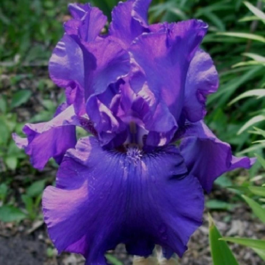 Plantes Vivaces IRIS b-e 'Midnight Hour' - Iris des Jardins en vente - Iris Barbus en vente - Pépinière Lepage .