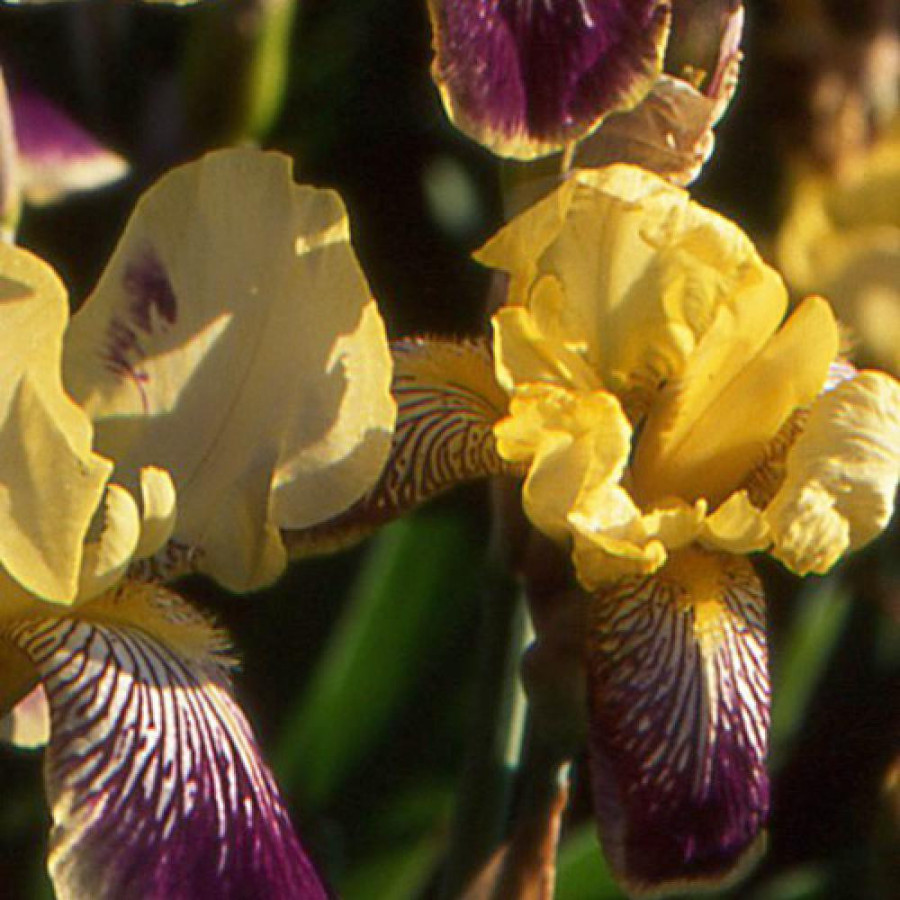Plantes Vivaces IRIS b-e 'Nibelungen' - Iris des Jardins en vente - Iris Barbus en vente - Pépinière Lepage .