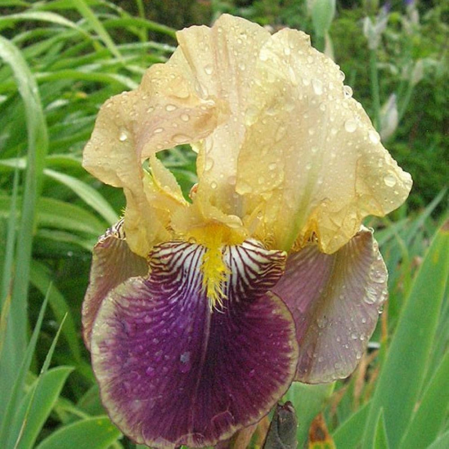 Plantes Vivaces IRIS b-e 'Nibelungen' - Iris des Jardins en vente - Iris Barbus en vente - Pépinière Lepage .