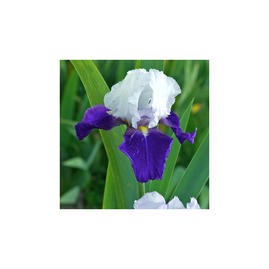 Plantes Vivaces IRIS b-e 'Night Edition' - Iris des Jardins en vente - Iris Barbus en vente - Pépinière Lepage .