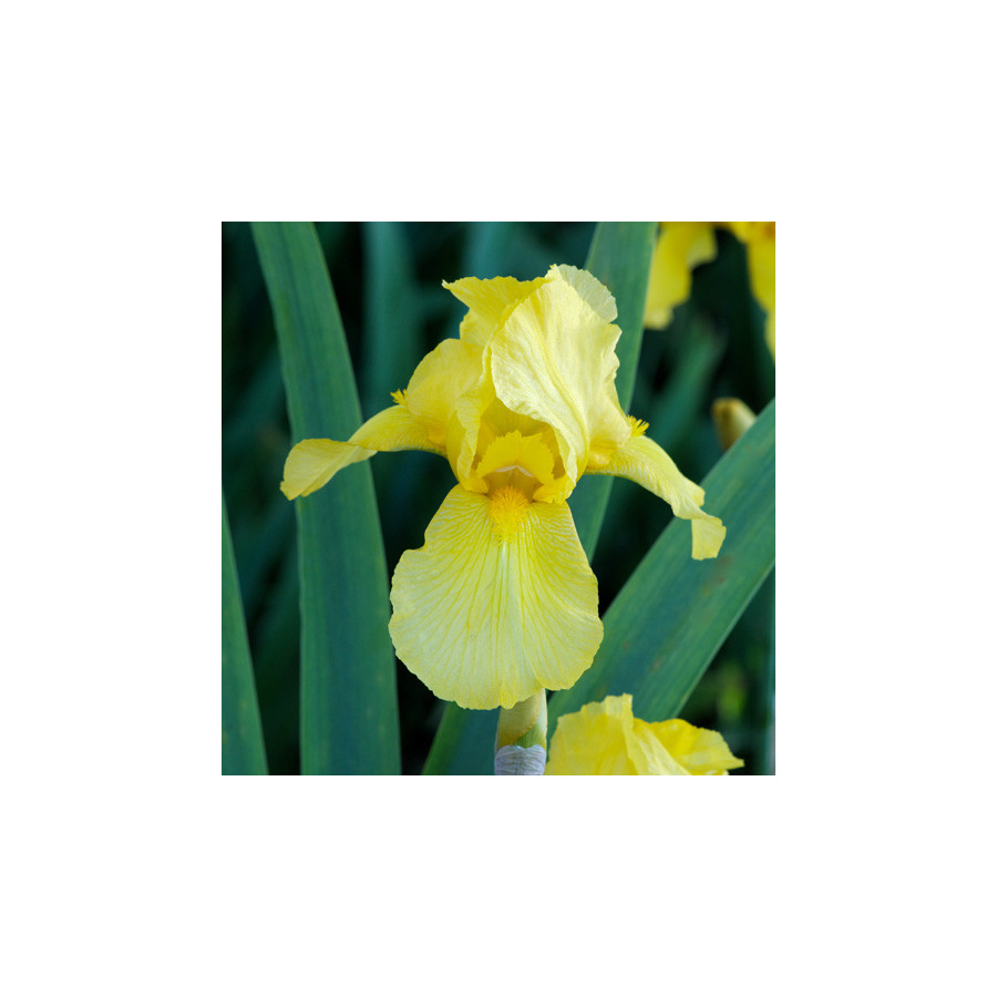 Plantes Vivaces IRIS b-e 'Ola Kala' - Iris des Jardins en vente - Iris Barbus en vente - Pépinière Lepage .
