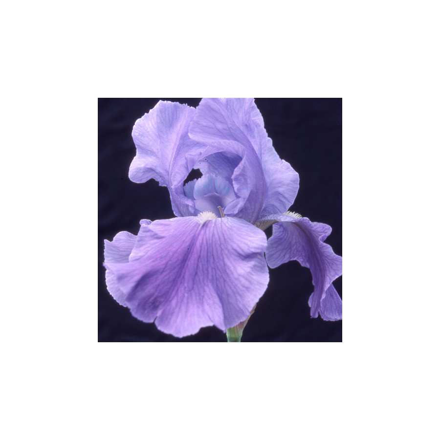 plantes-vivaces-iris-b-e-pacific-panorama-iris-des-jardins-en-vente-iris-barbus-en-vente-pepiniere-lepage-