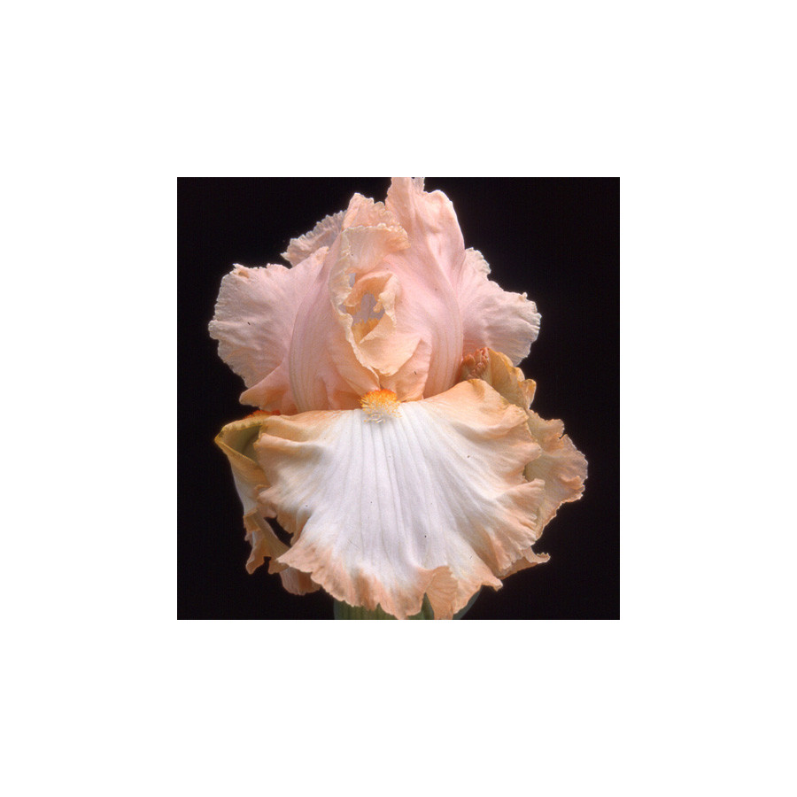 plantes-vivaces-iris-b-e-peach-frost-iris-des-jardins-en-vente-iris-barbus-en-vente-pepiniere-lepage-