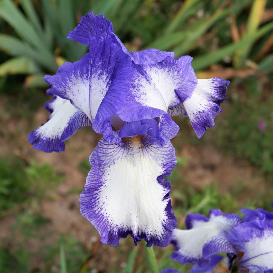 Plantes Vivaces IRIS b-e 'Rococo' - Iris des Jardins en vente - Iris Barbus en vente - Pépinière Lepage .