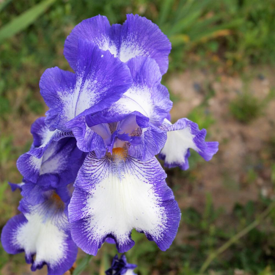 Plantes Vivaces IRIS b-e 'Rococo' - Iris des Jardins en vente - Iris Barbus en vente - Pépinière Lepage .