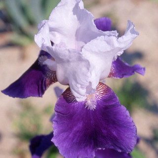 plantes-vivaces-iris-b-e-snow-mound-iris-des-jardins-en-vente-iris-barbus-en-vente-pepiniere-lepage-
