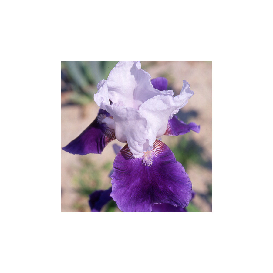 Plantes Vivaces IRIS b-e 'Snow Mound' - Iris des Jardins en vente - Iris Barbus en vente - Pépinière Lepage .