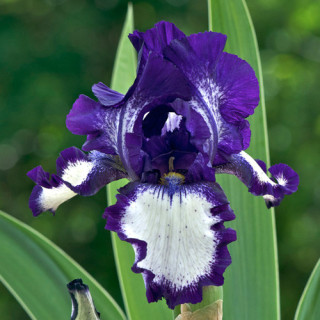 plantes-vivaces-iris-b-e-stepping-out-iris-des-jardins-en-vente-iris-barbus-en-vente-pepiniere-lepage-