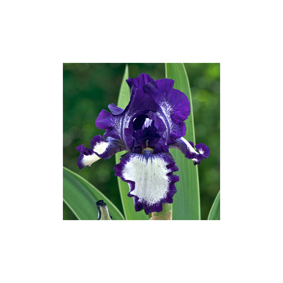 Plantes Vivaces IRIS b-e 'Stepping Out' - Iris des Jardins en vente - Iris Barbus en vente - Pépinière Lepage .