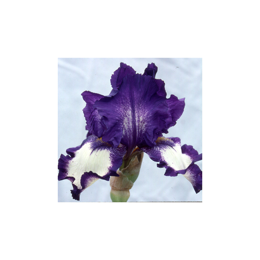 Plantes Vivaces IRIS b-e 'Stepping Out' - Iris des Jardins en vente - Iris Barbus en vente - Pépinière Lepage .