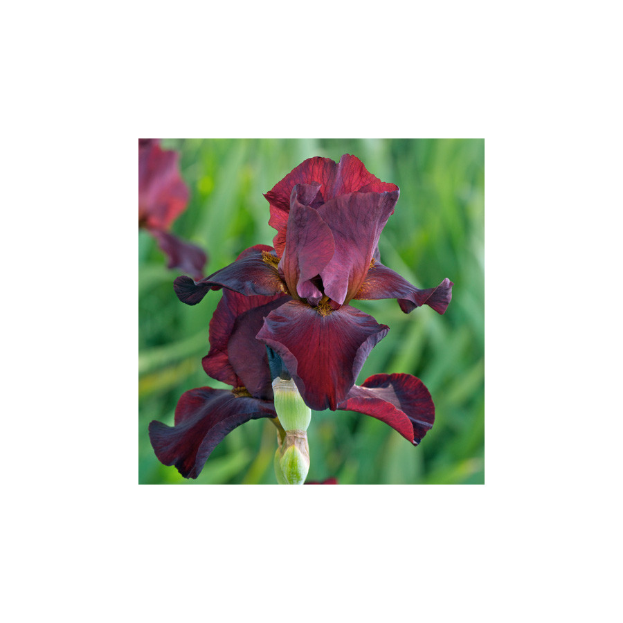 Plantes Vivaces IRIS b-e 'Sultan's Palace' - Iris des Jardins en vente - Iris Barbus en vente - Pépinière Lepage .