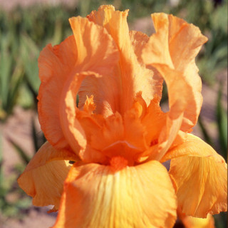 plantes-vivaces-iris-b-e-tangerine-sky-iris-des-jardins-en-vente-iris-barbus-en-vente-pepiniere-lepage-