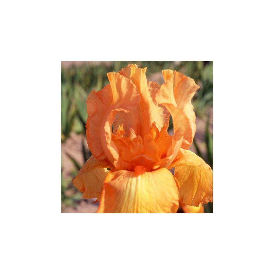 Plantes Vivaces IRIS b-e 'Tangerine Sky' - Iris des Jardins en vente - Iris Barbus en vente - Pépinière Lepage .