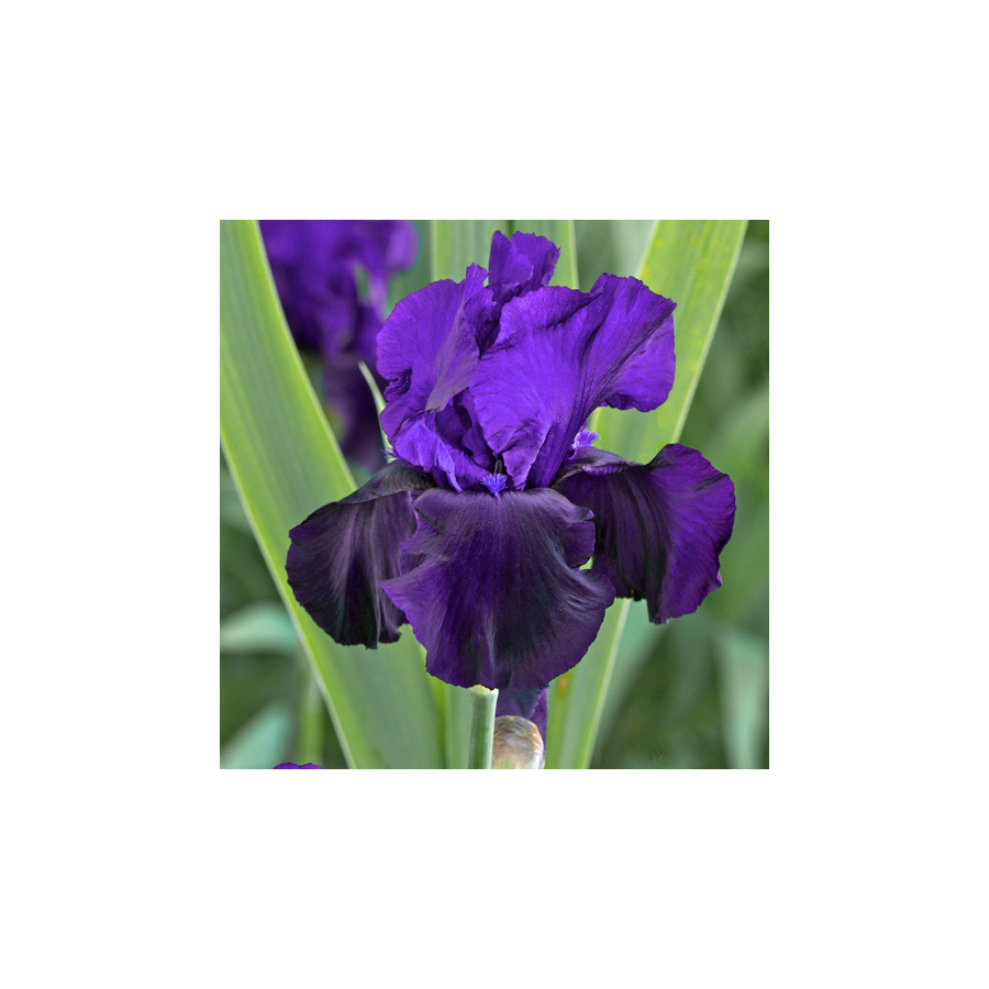 Plantes Vivaces IRIS b-e 'Tuxedo' - Iris des Jardins en vente - Iris Barbus en vente - Pépinière Lepage .