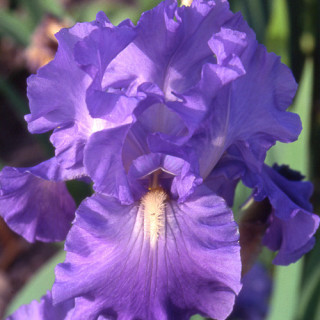 plantes-vivaces-iris-b-e-victoria-falls-iris-des-jardins-en-vente-iris-barbus-en-vente-pepiniere-lepage-