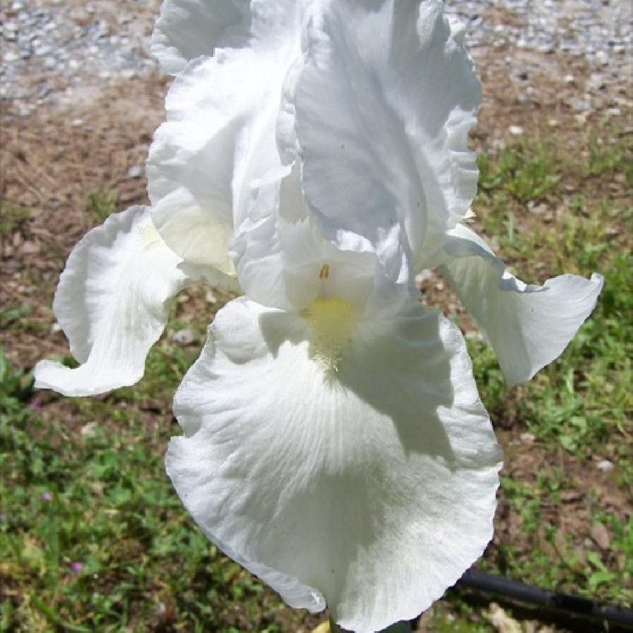Plantes Vivaces IRIS b-e 'Wedding Bouquet' - Iris des Jardins en vente - Iris Barbus en vente - Pépinière Lepage .
