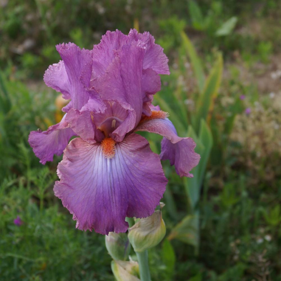 IRIS b-e 'Windsor Rose'