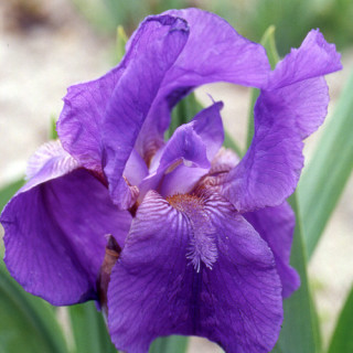plantes-vivaces-iris-b-m-blue-boy-iris-des-jardins-en-vente-iris-intermediaire-en-vente-pepiniere-lepage-