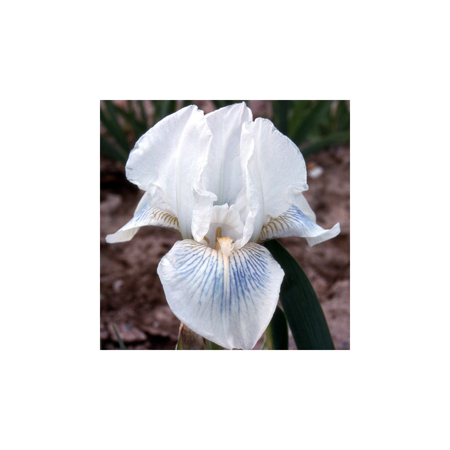 Plantes Vivaces IRIS b-m 'Cutie' - Iris des Jardins en vente - Iris Intermédiaire en vente - Pépinière Lepage .