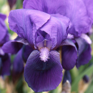 plantes-vivaces-iris-b-m-eleanor-roosevelt-iris-des-jardins-en-vente-iris-intermediaire-en-vente-pepiniere-lepage-