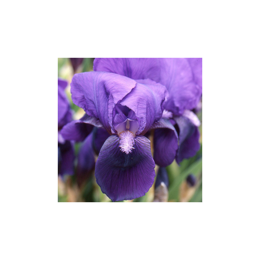 Plantes Vivaces IRIS b-m 'Eleanor Roosevelt' - Iris des Jardins en vente - Iris Intermédiaire en vente - Pépinière Lepage .