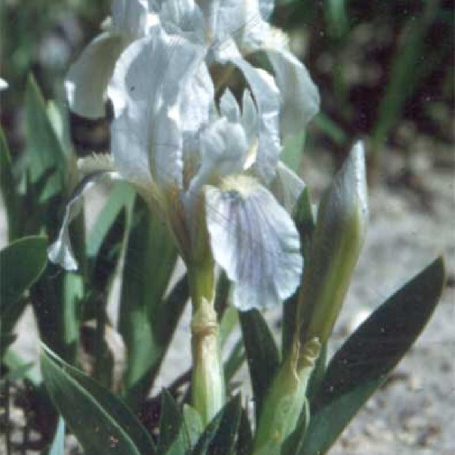 plantes-vivaces-iris-b-n-azurea-pumila-iris-des-jardins-en-vente-iris-pumila-en-vente-pepiniere-lepage-