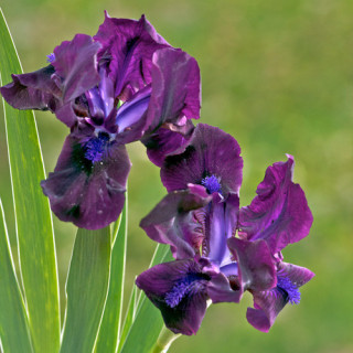 plantes-vivaces-iris-b-n-bingo-lilliput-iris-des-jardins-en-vente-iris-lilliput-en-vente-pepiniere-lepage-