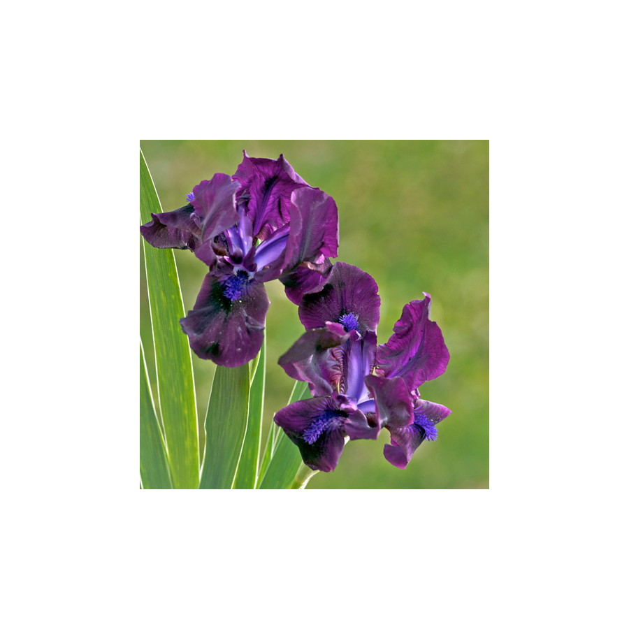 Plantes Vivaces IRIS b-n 'Bingo' (Lilliput) - Iris des Jardins en vente - Iris Lilliput en vente - Pépinière Lepage .