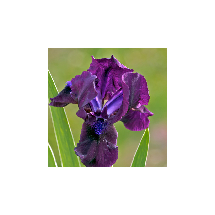 Plantes Vivaces IRIS b-n 'Bingo' (Lilliput) - Iris des Jardins en vente - Iris Lilliput en vente - Pépinière Lepage .