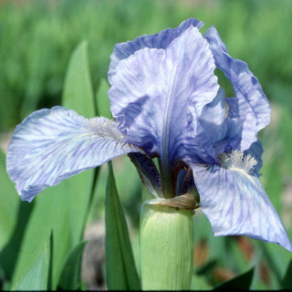 plantes-vivaces-iris-b-n-blue-denim-lilliput-iris-des-jardins-en-vente-iris-lilliput-en-vente-pepiniere-lepage-