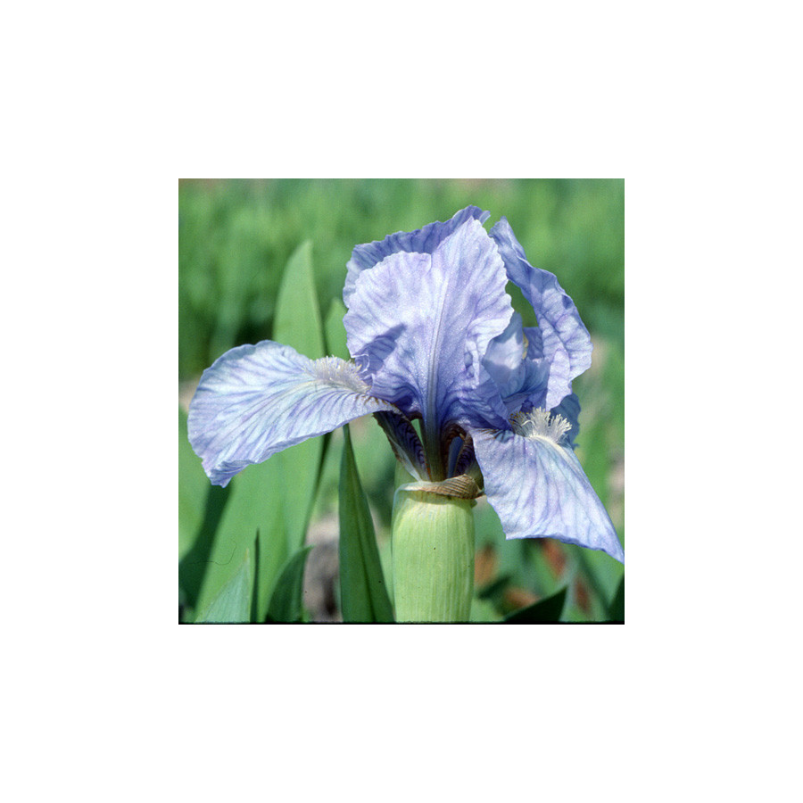 Plantes Vivaces IRIS b-n 'Blue Denim' (Lilliput) - Iris des Jardins en vente - Iris Lilliput en vente - Pépinière Lepage .