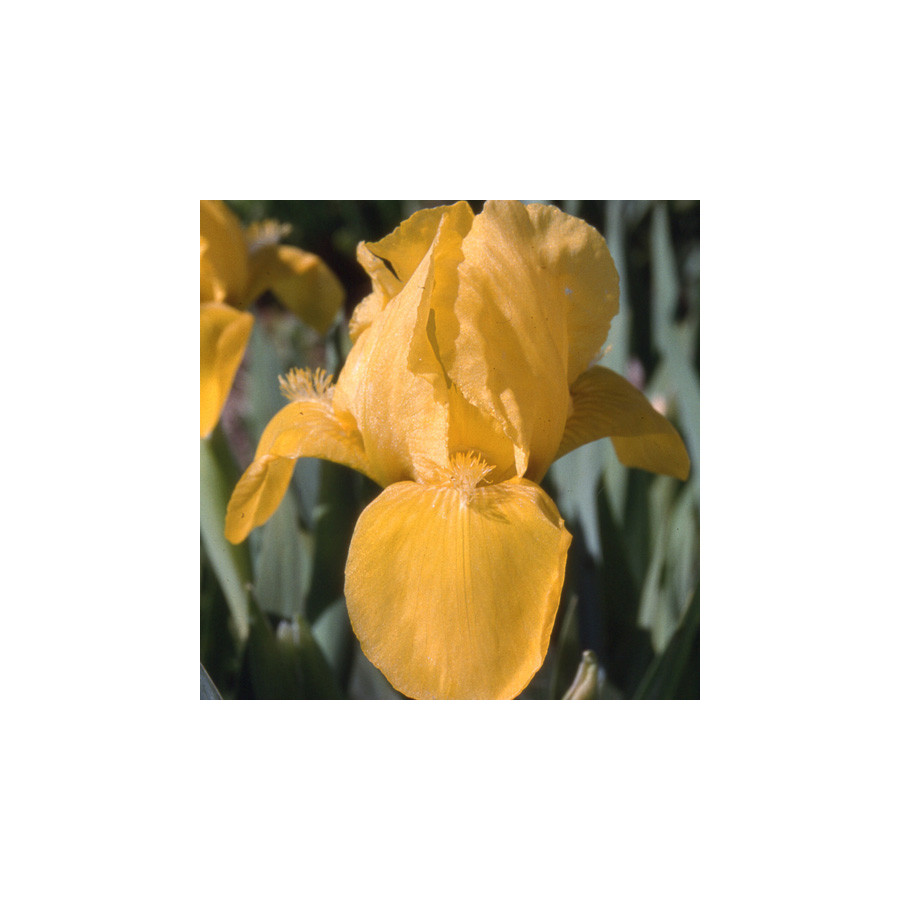 Plantes Vivaces IRIS b-n 'Brassie' (Lilliput) - Iris des Jardins en vente - Iris Lilliput en vente - Pépinière Lepage .
