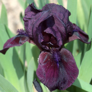 plantes-vivaces-iris-b-n-cherry-garden-lilliput-iris-des-jardins-en-vente-iris-lilliput-en-vente-pepiniere-lepage-