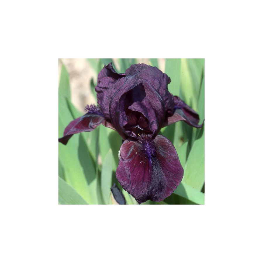 Plantes Vivaces IRIS b-n 'Cherry Garden' (Lilliput) - Iris des Jardins en vente - Iris Lilliput en vente - Pépinière Lepage .