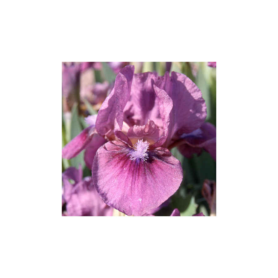 Plantes Vivaces IRIS b-n 'Color me Rose' (Lilliput) - Iris des Jardins en vente - Iris Lilliput en vente - Pépinière Lepage .