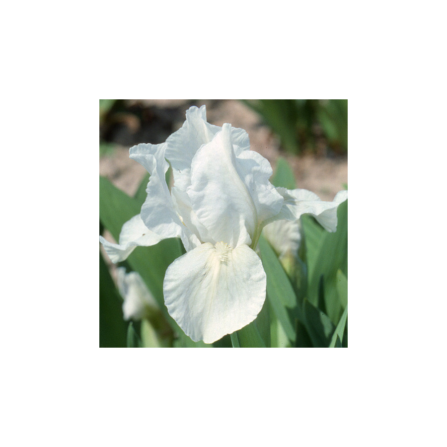 plantes-vivaces-iris-b-n-lilli-white-lilliput-iris-des-jardins-en-vente-iris-lilliput-en-vente-pepiniere-lepage-