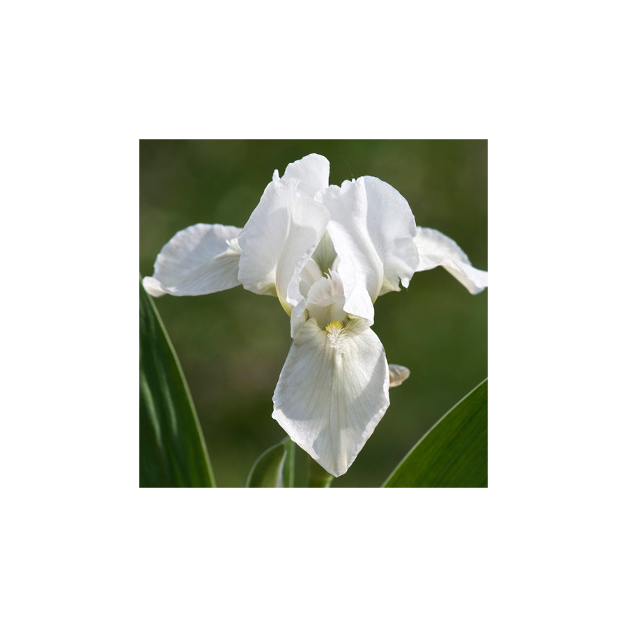 plantes-vivaces-iris-b-n-lilli-white-lilliput-iris-des-jardins-en-vente-iris-lilliput-en-vente-pepiniere-lepage-