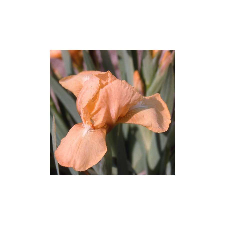 Plantes Vivaces IRIS b-n 'Melon Honey' (Lilliput) - Iris des Jardins en vente - Iris Lilliput en vente - Pépinière Lepage .