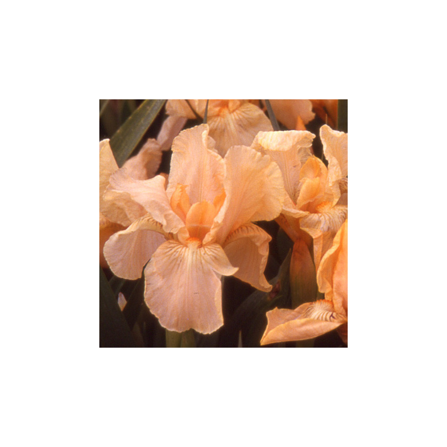 Plantes Vivaces IRIS b-n 'Pink Cushion' (Lilliput) - Iris des Jardins en vente - Iris Pumila en vente - Pépinière Lepage .