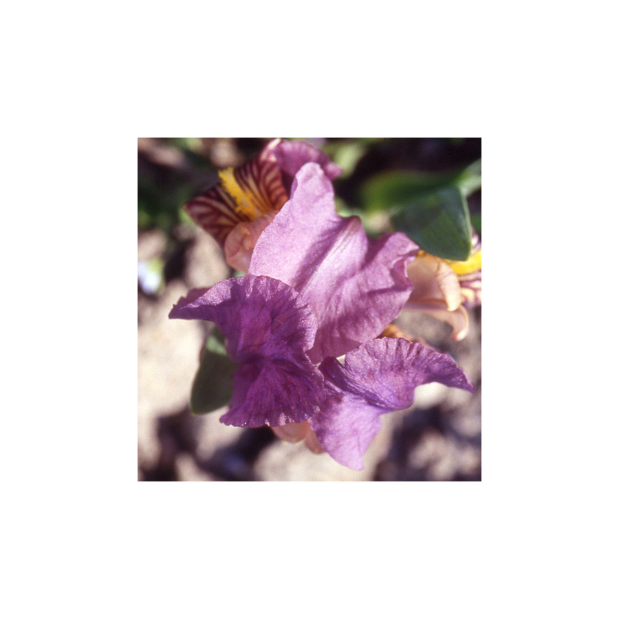 Plantes Vivaces IRIS b-n 'Promise' (pumila) - Iris des Jardins en vente - Iris Pumila en vente - Pépinière Lepage .